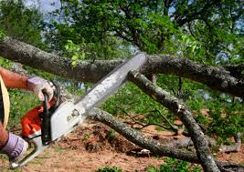 Best Leaf Removal  in Harrison, NJ