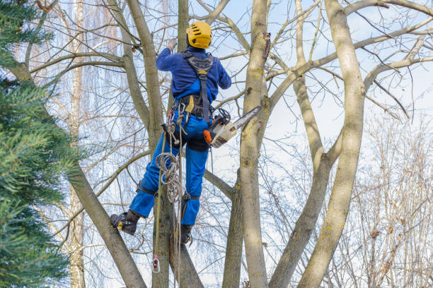 Harrison, NJ Tree Removal Services Company