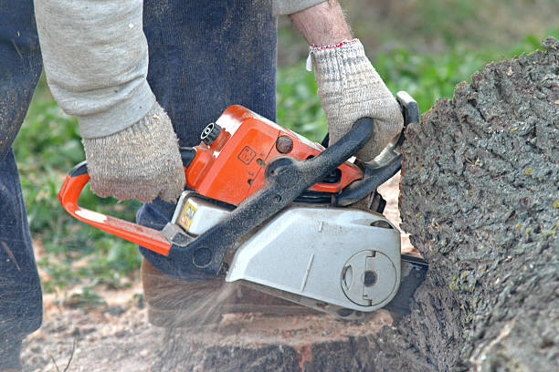 How Our Tree Care Process Works  in  Harrison, NJ