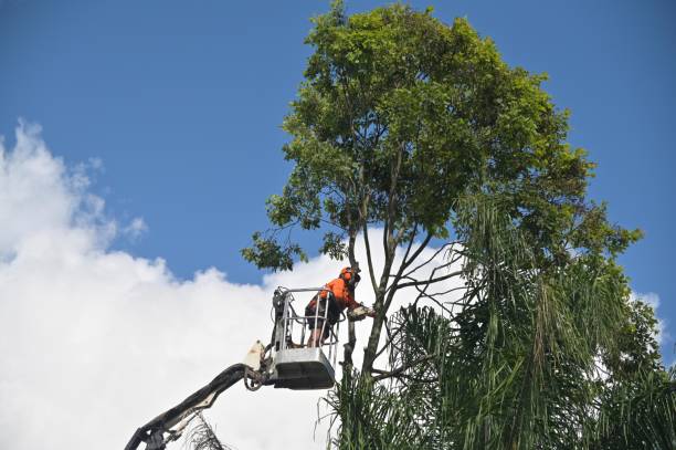 Best Fruit Tree Pruning  in Harrison, NJ