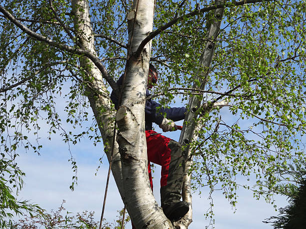 Best Firewood Processing and Delivery  in Harrison, NJ