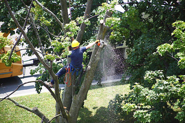 Best Arborist Consultation Services  in Harrison, NJ