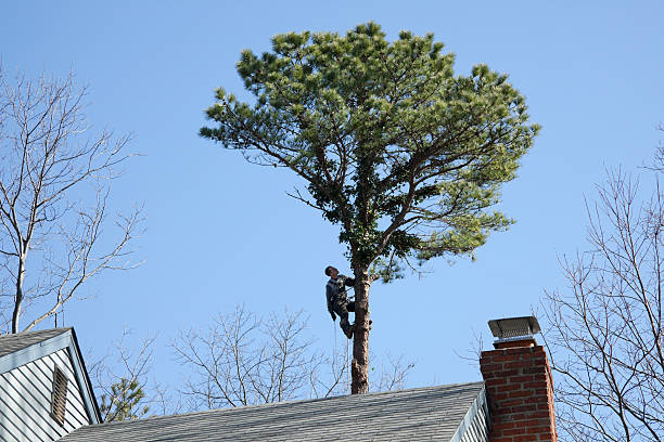 Best Tree Risk Assessment  in Harrison, NJ