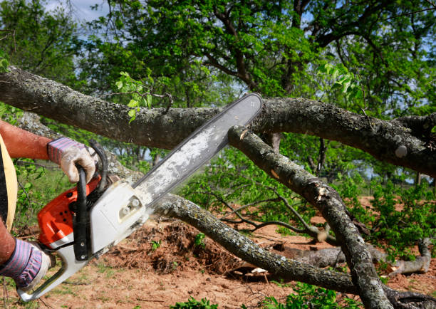 Best Tree Removal  in Harrison, NJ